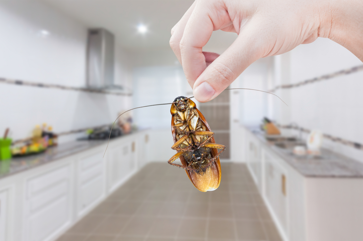cockroach in kitchen sink