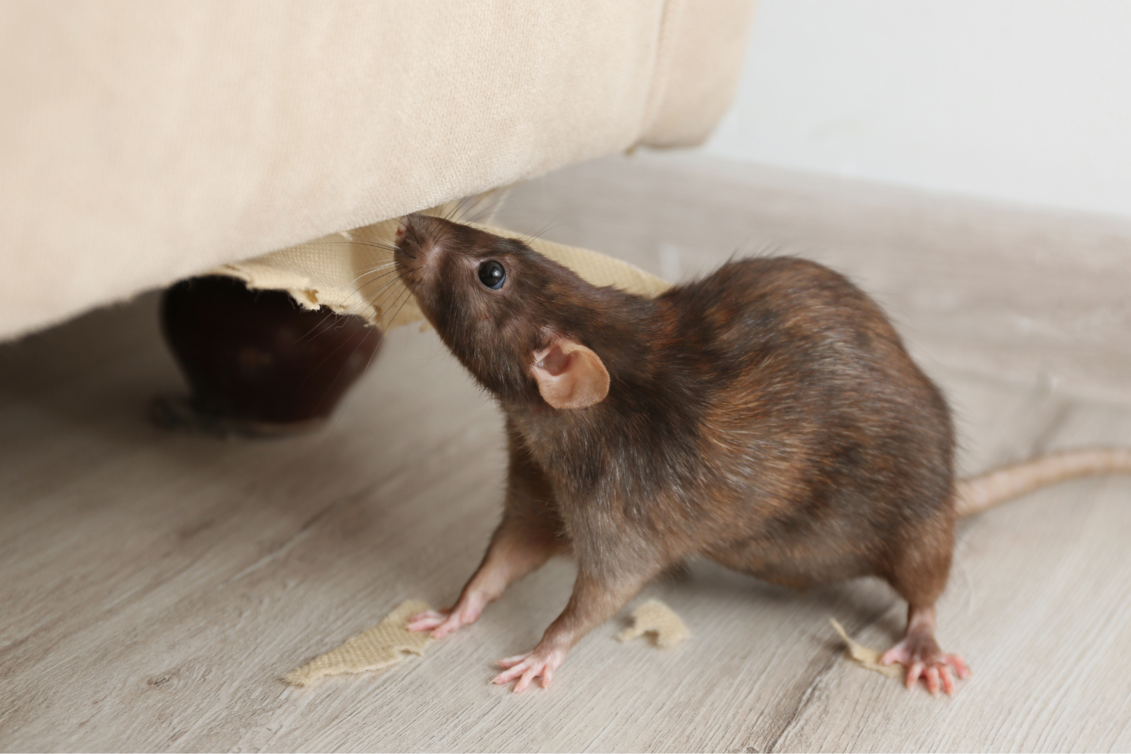 rats, present a challenge to homeowners during the winter