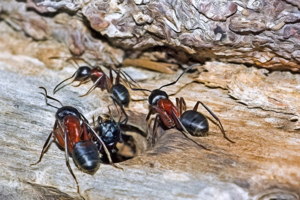 Four Signs Your Baltimore Home Has A Carpenter Ant Problem