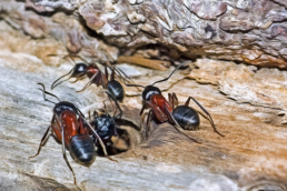 Carpenter ants can destroy homes if left untreated