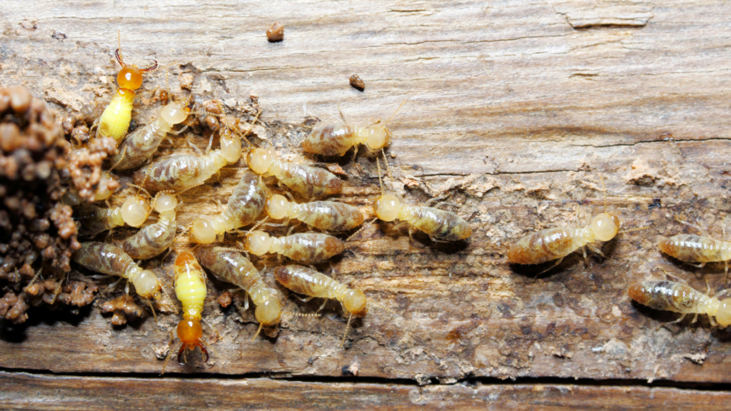 Are Termites In Baltimore Harmful To Humans?