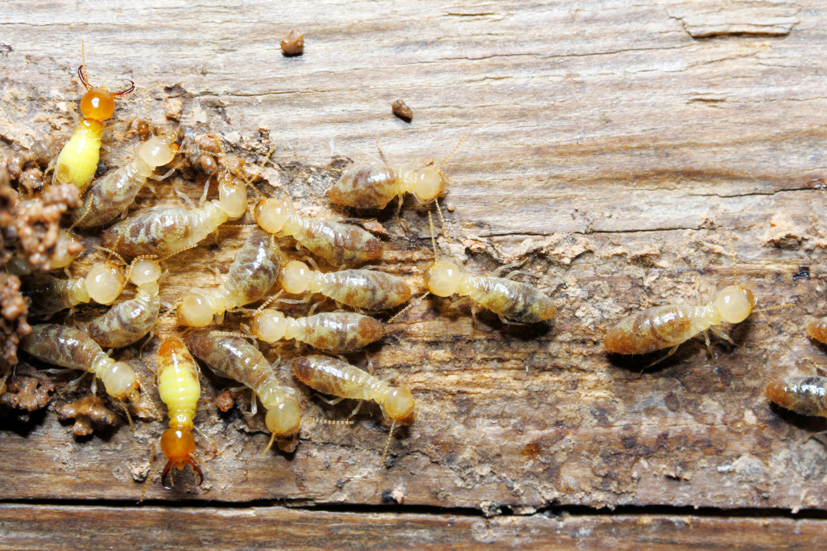 termites can cause significant damage to your home for years