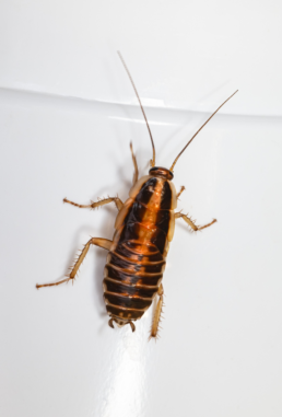 German cockroaches are smaller than some of the other cockroaches
