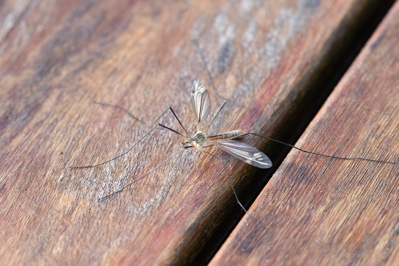 Mosquitos are one of the most deadly insects on the planet