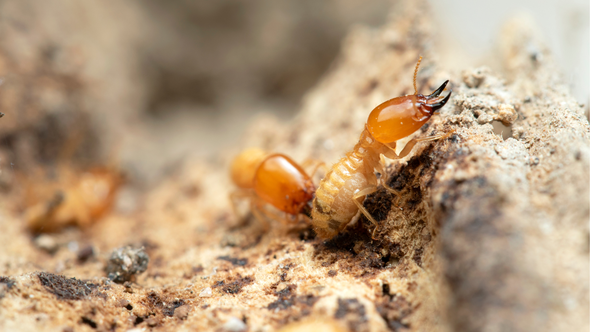 encounter drywood termites from wooden objects they order or transport.
