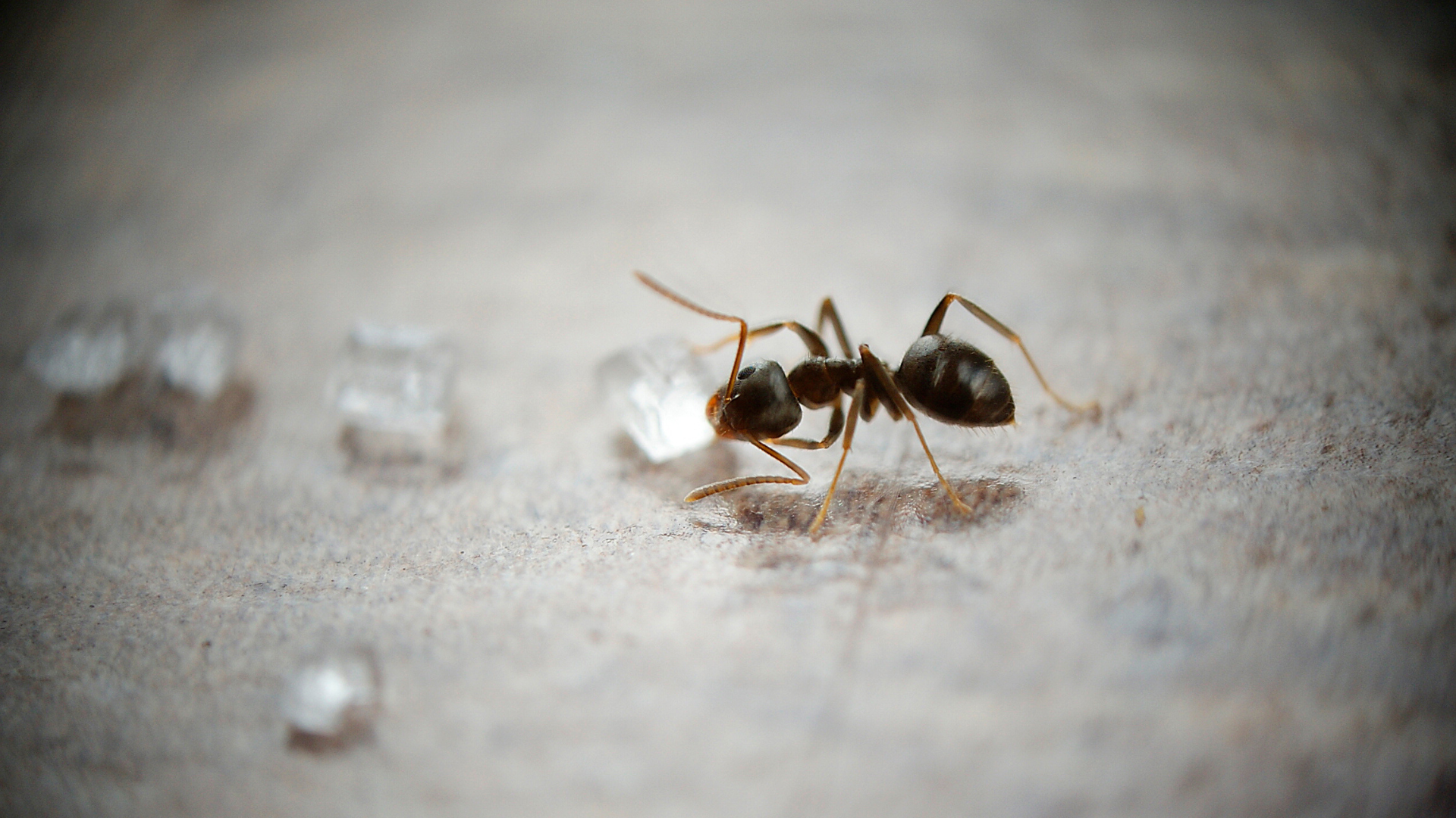 sugar ants tend to range from light brown to black in color