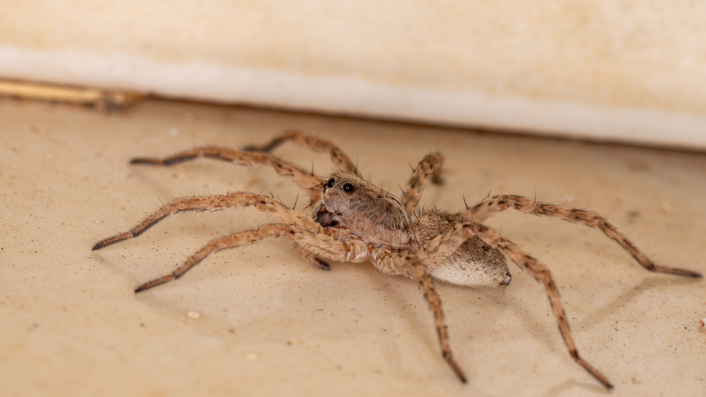 How To Keep Spiders Out Of Your Baltimore Home