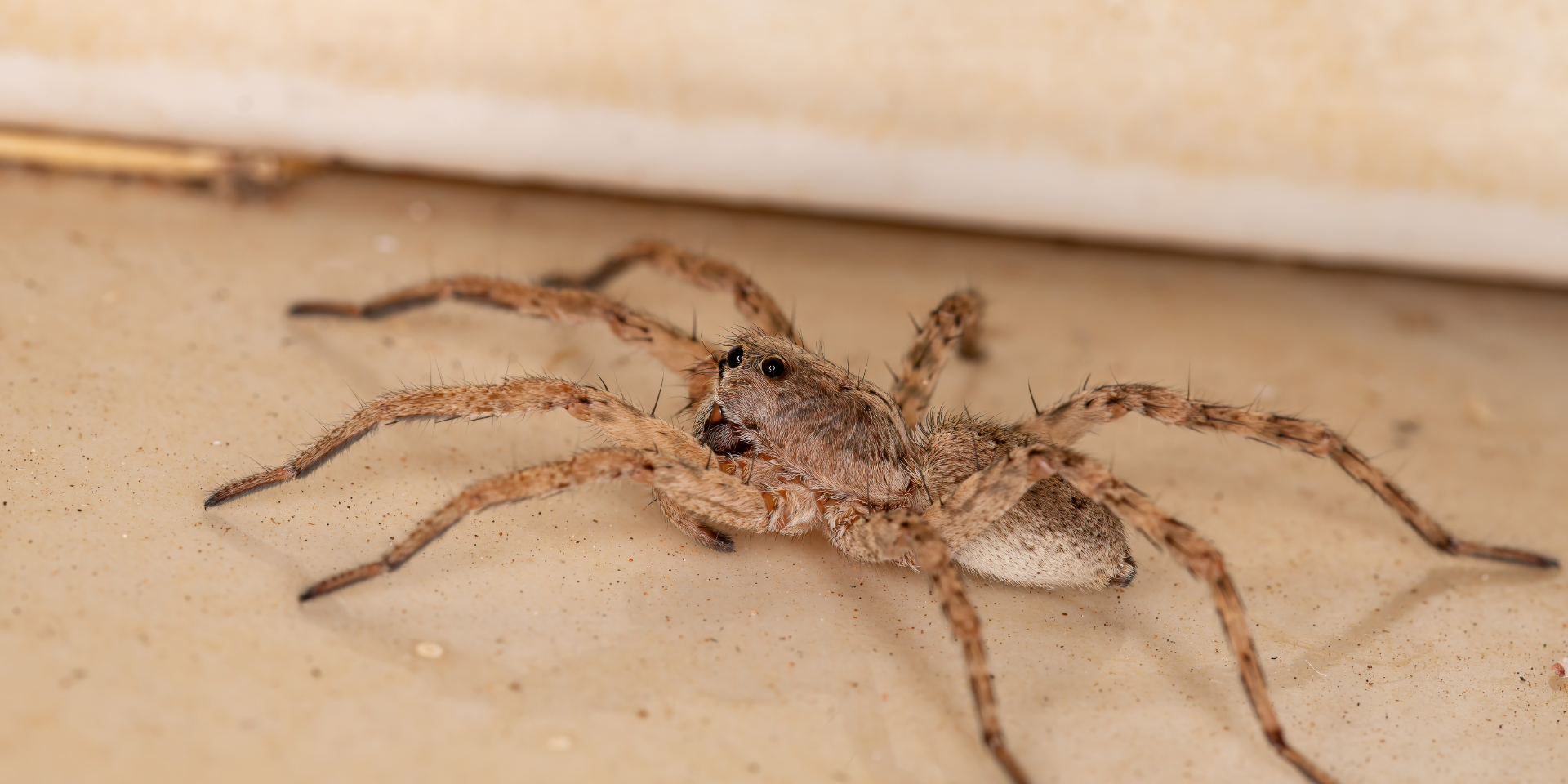 Wolf spiders are large and hairy