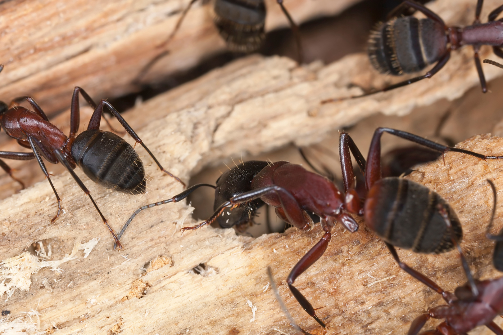 Carpenter ants are common wood-damaging insects, similar to termites