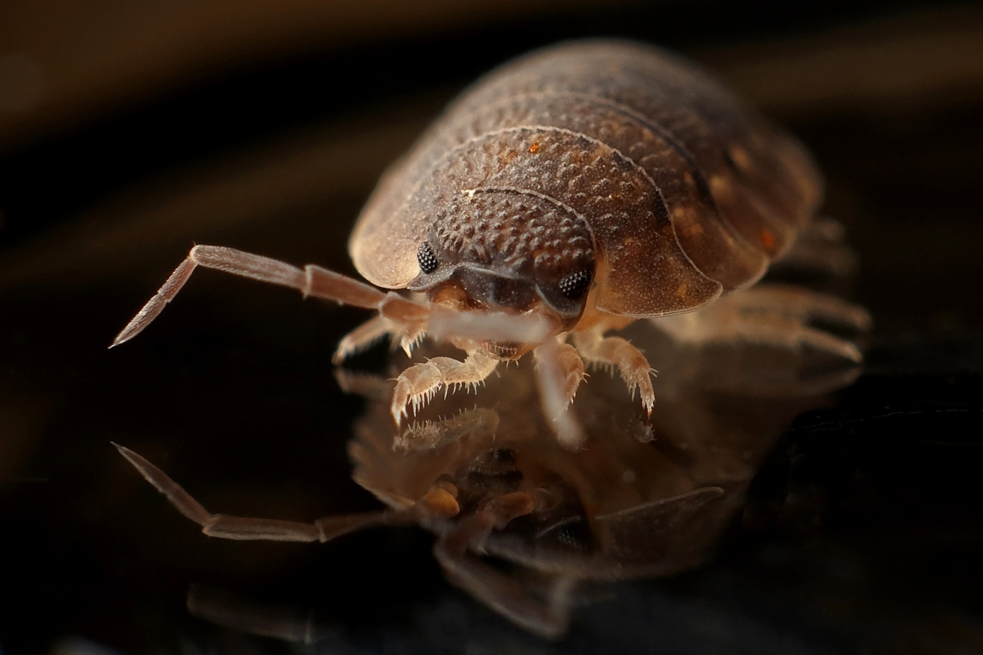 Year-Round Guide To Bed Bugs In Maryland