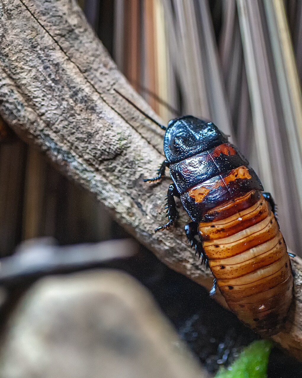 Cockroach Guide | Signs, Identification & Treatment | Pest Czar