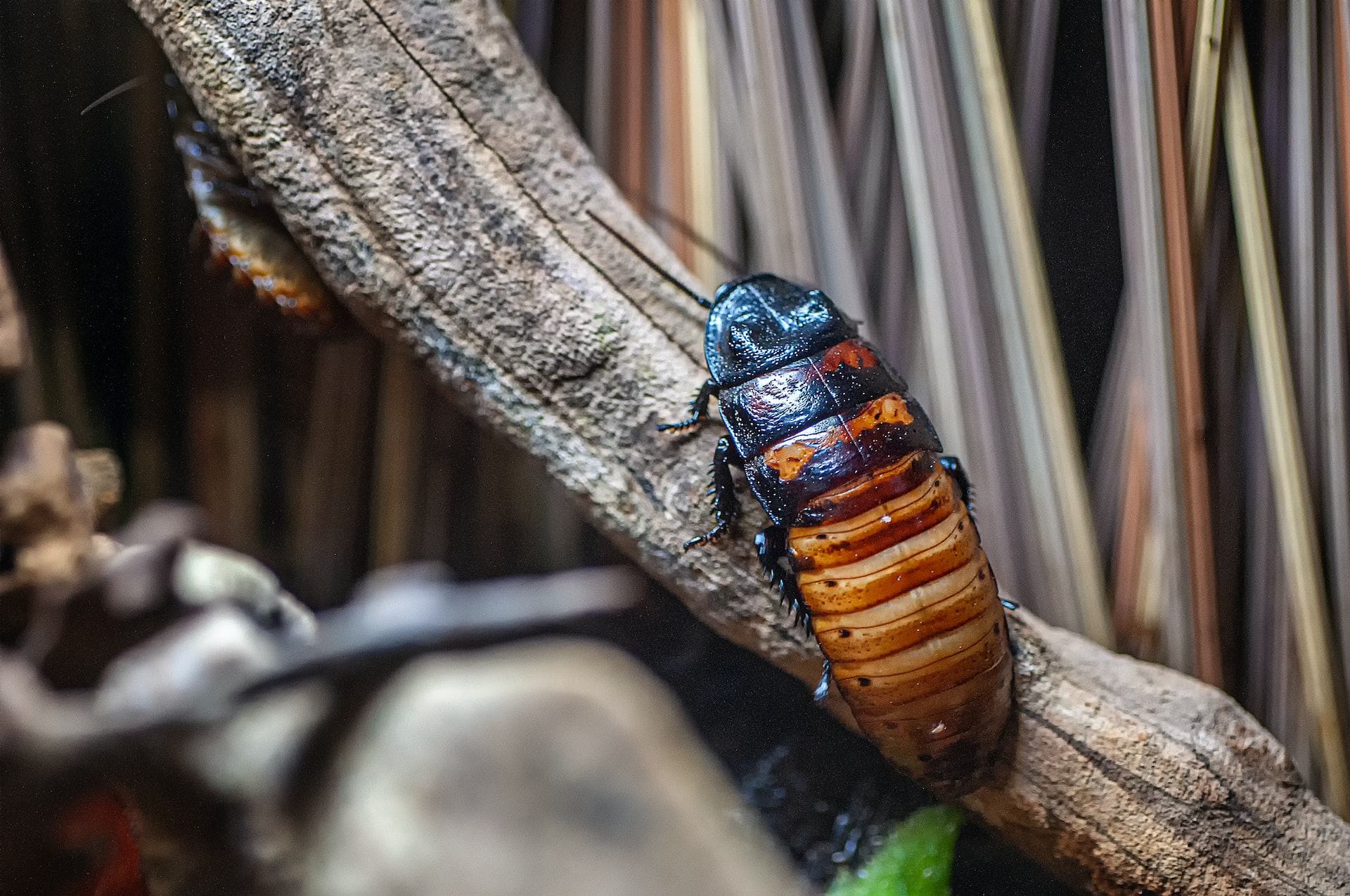 Cockroaches - Pest Czar