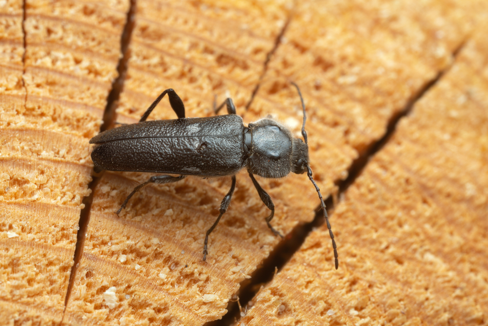 wood borer insect