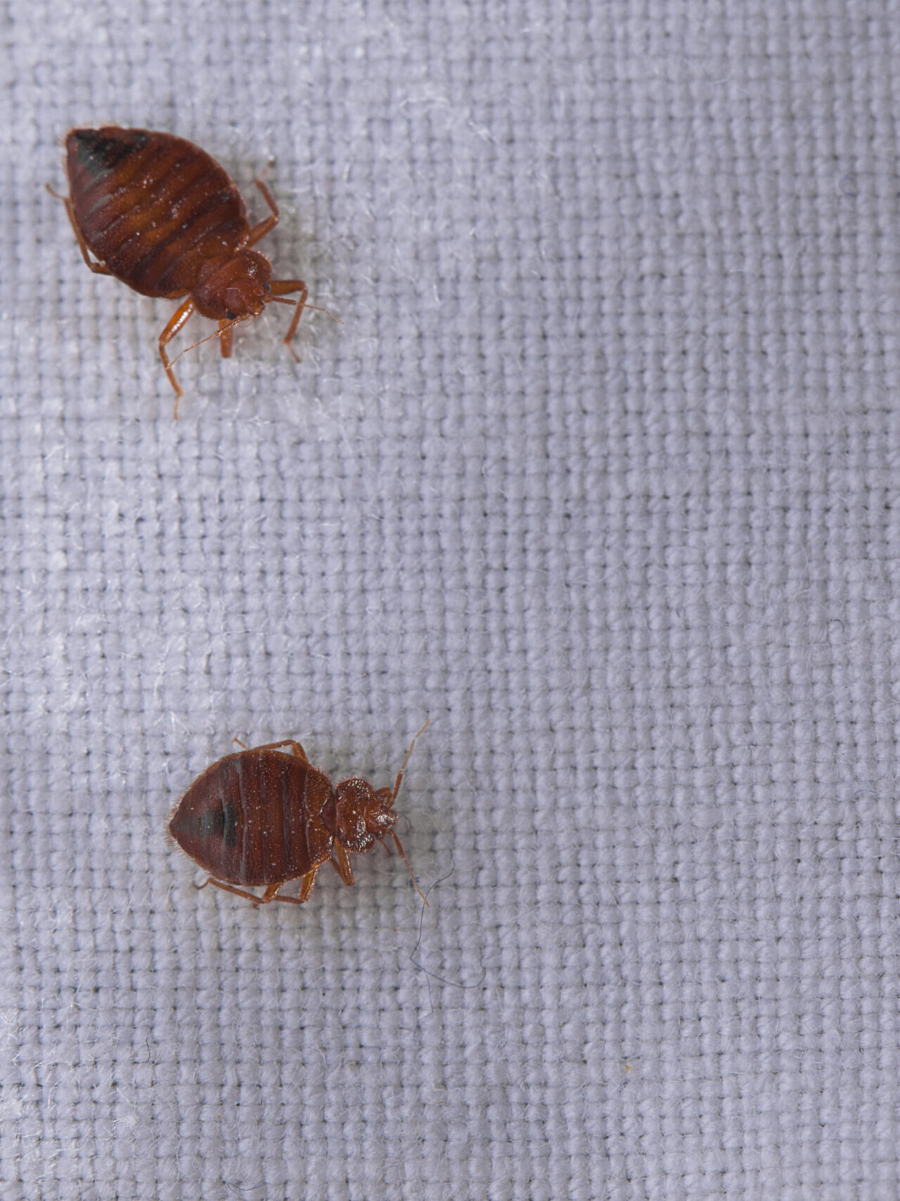 Bed Bug Heat Treatment