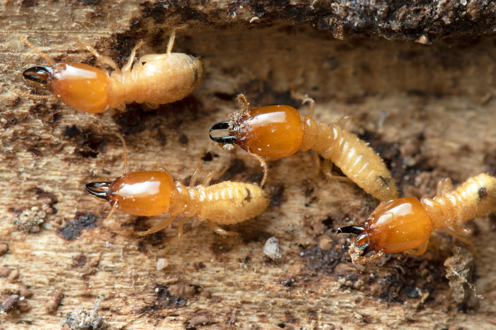 Termites are some of the most common household pests
