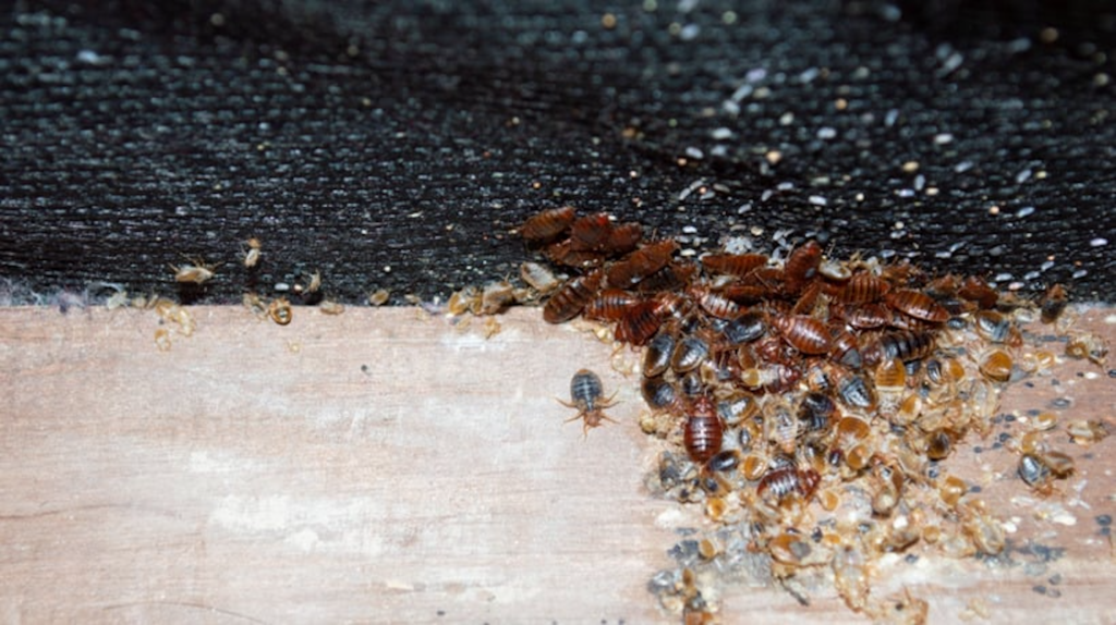https://pestczar.com/wp-content/uploads/2023/03/5-Ways-to-Get-Rid-of-a-Bed-Bug-Infestation-1-1024x574.png