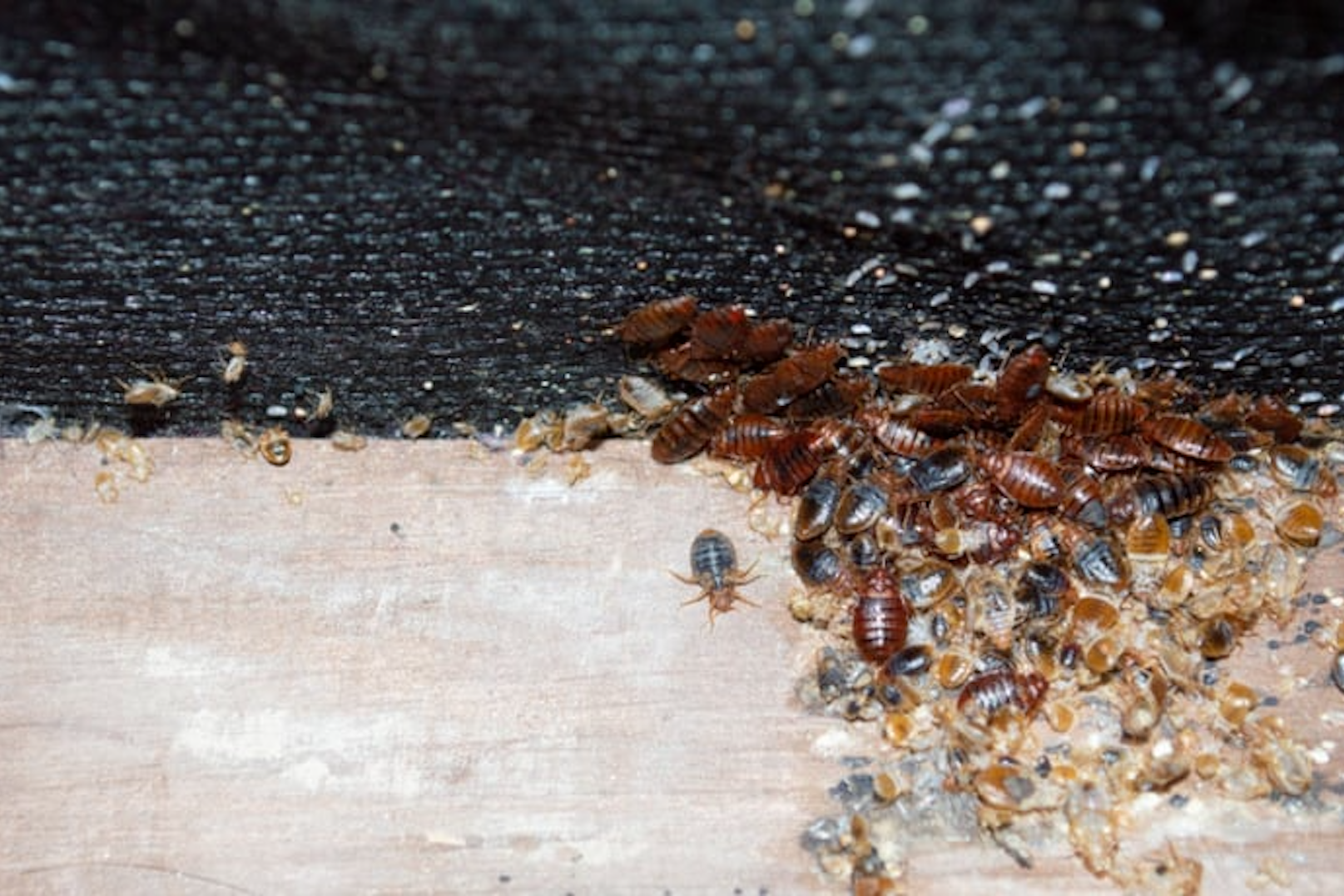 Bed bugs are more common than you might think