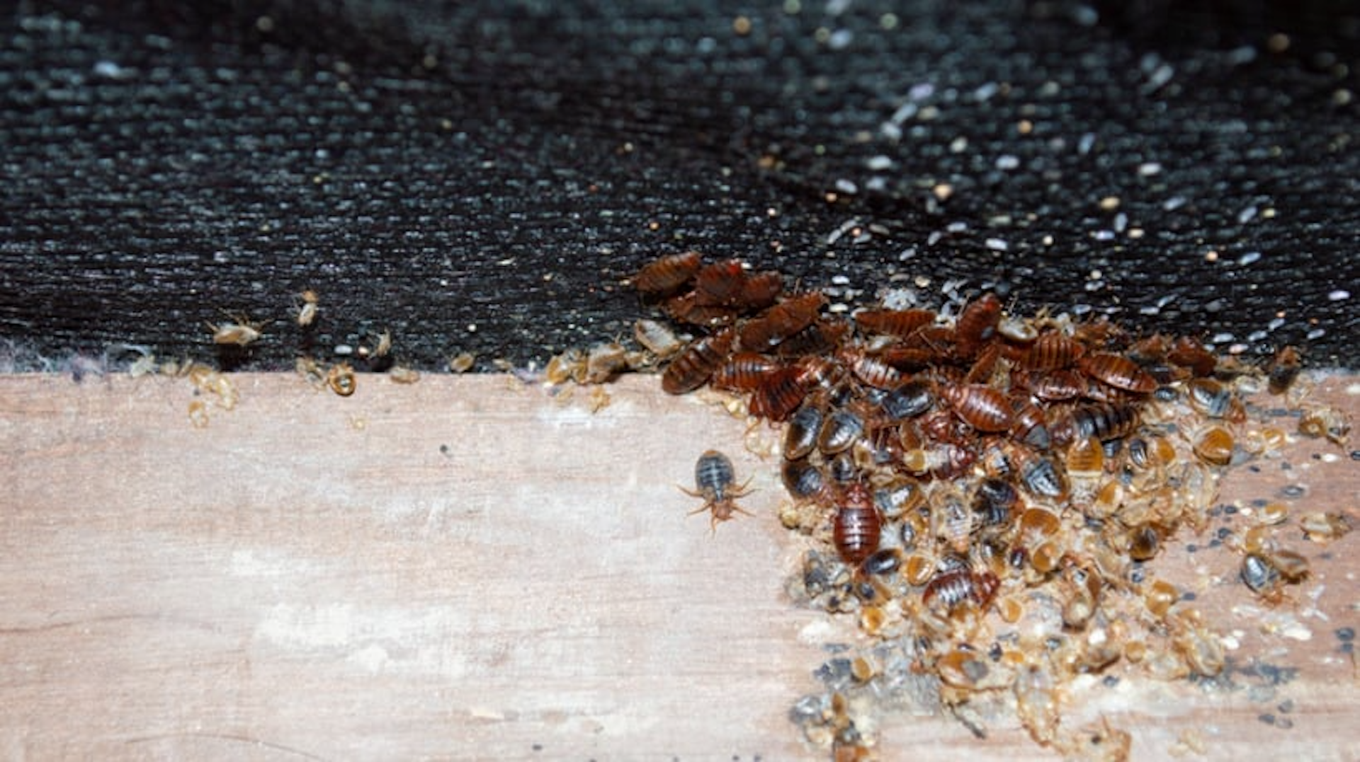 Columbus bed bug infestation solutions