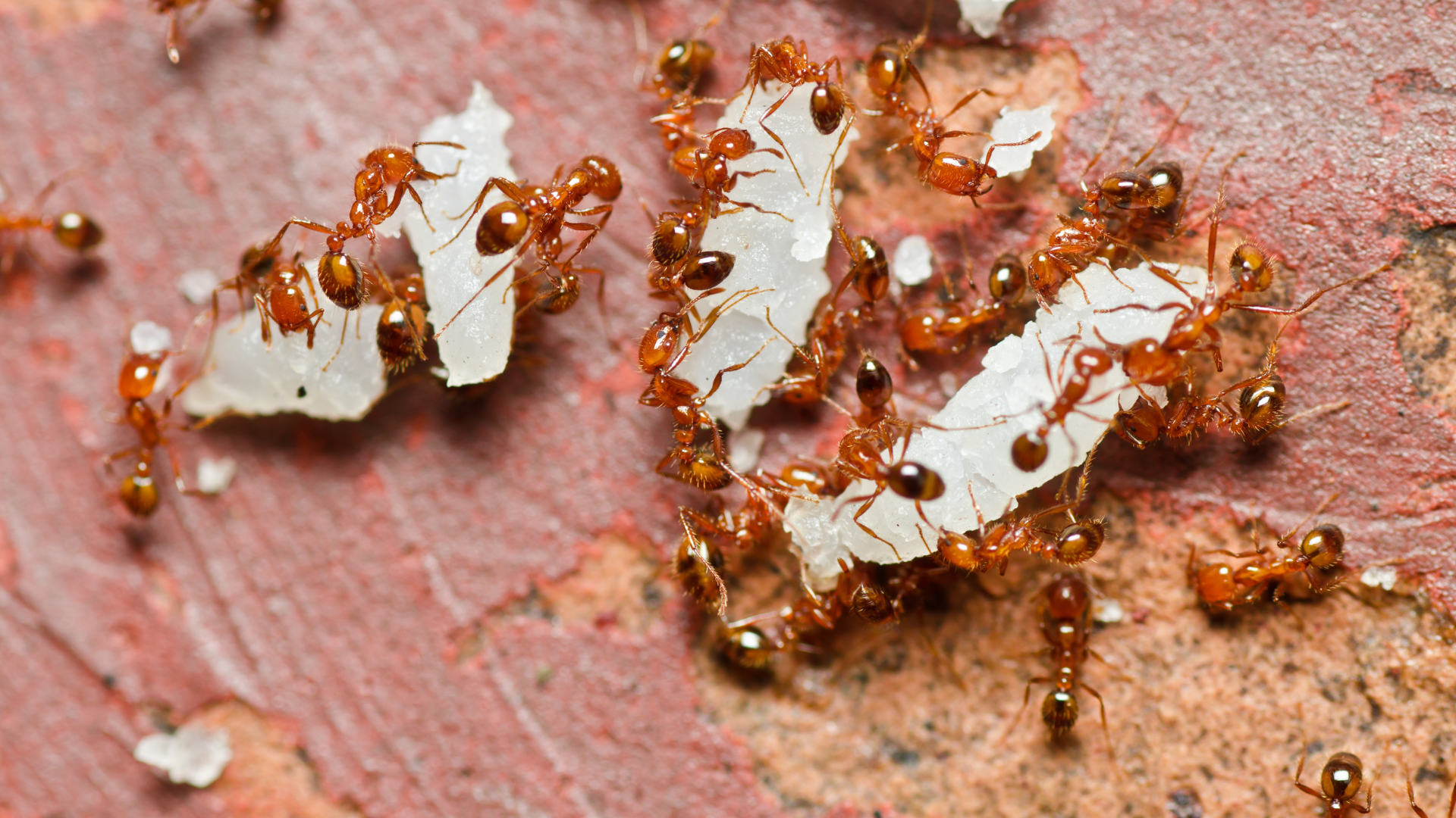 Fire ants are some of the most aggressive ants