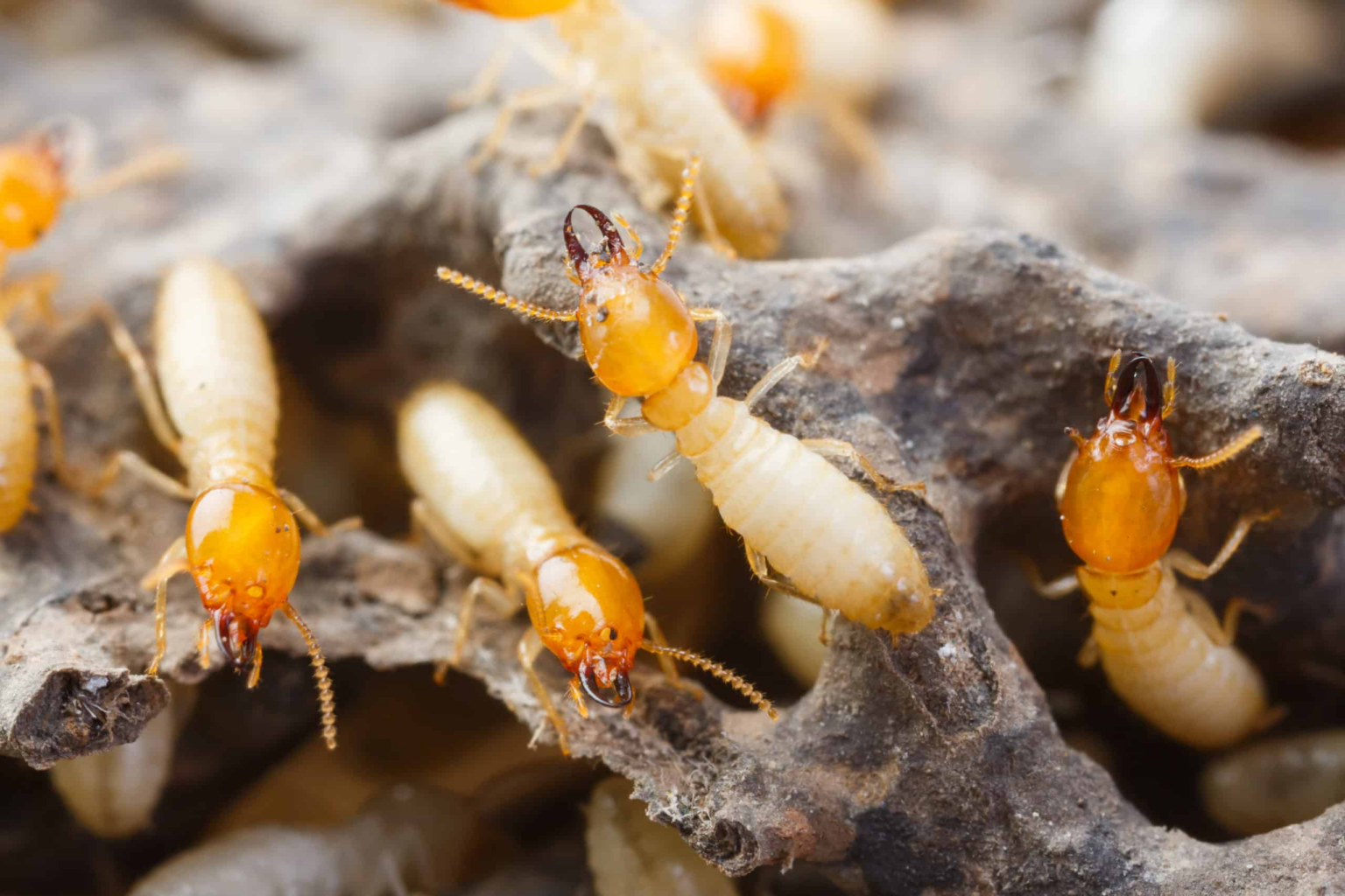 The Homeowners Guide To Getting Rid Of Subterranean Termites