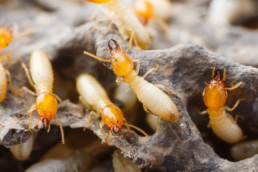 indicators of a termite infestation is the presence of mud tubes