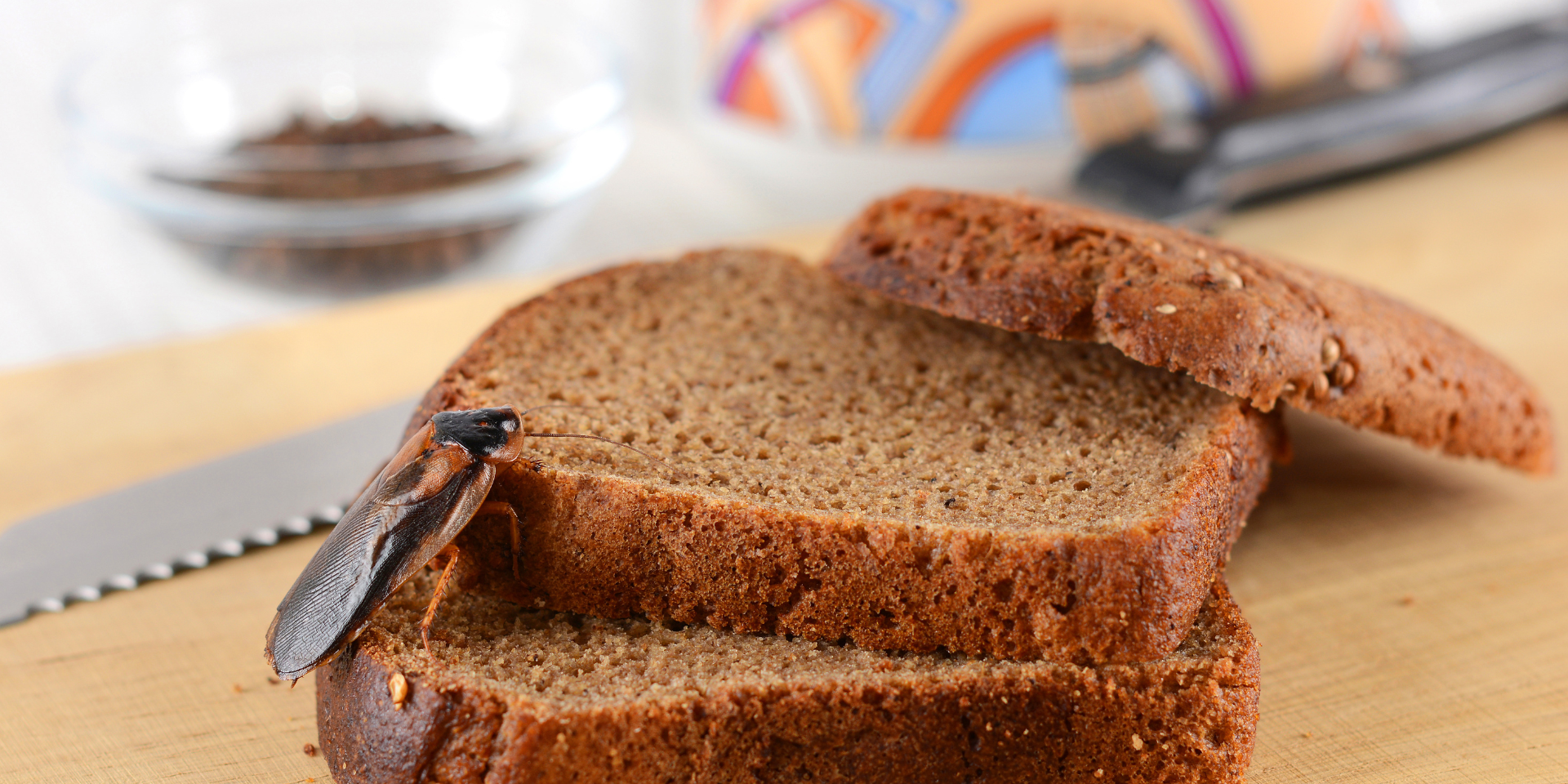 Why You Have Cockroaches in Your MD House: 7 Causes