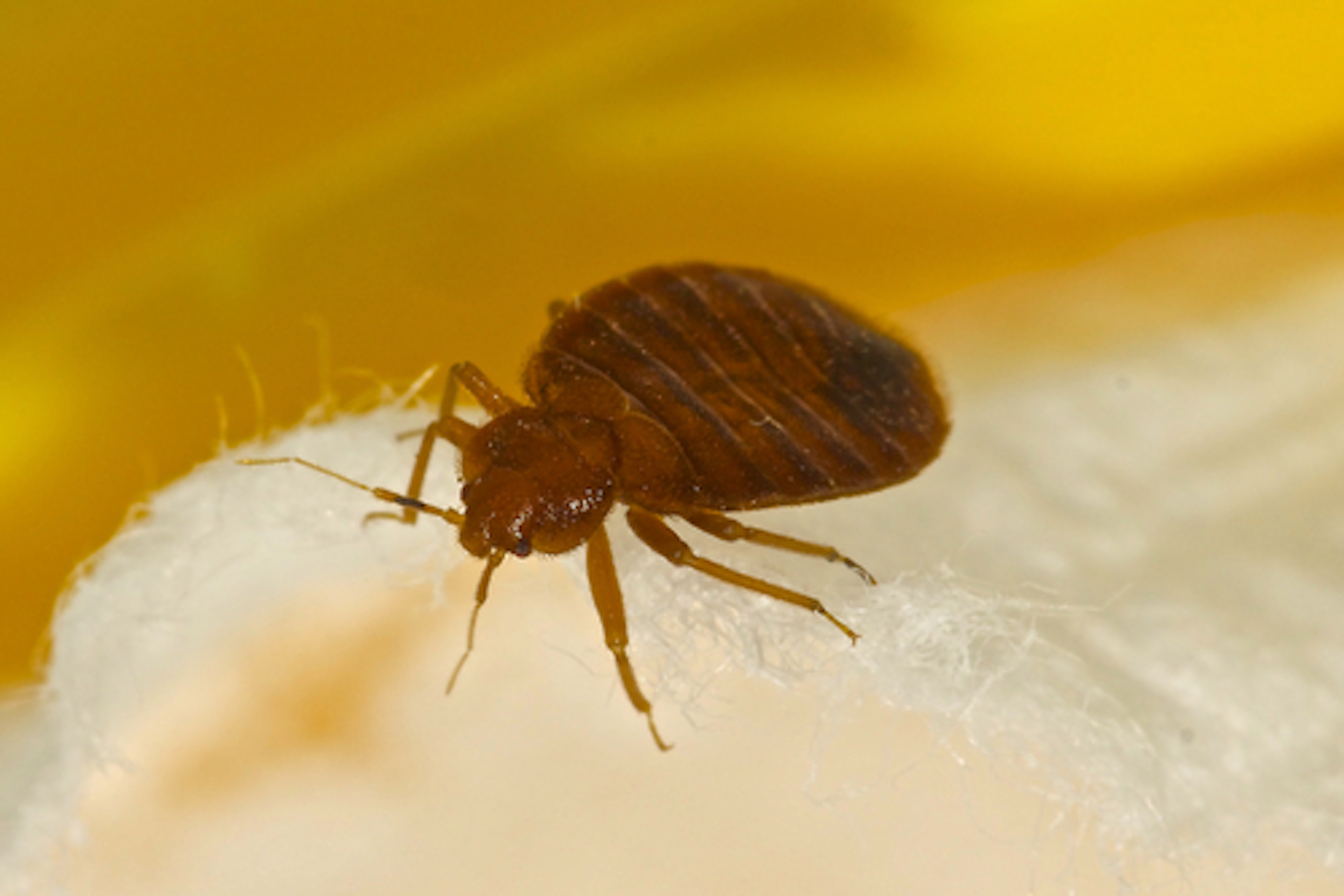 bed bugs tend to come from other infested areas