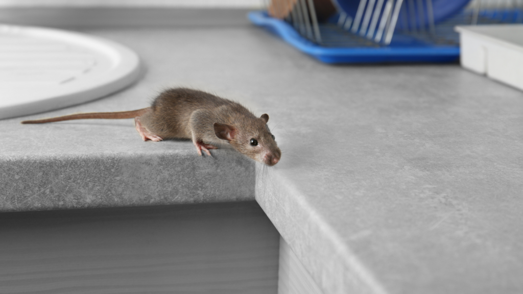 How to Get Rid of Mice When Traps Don’t Work Pest Czar
