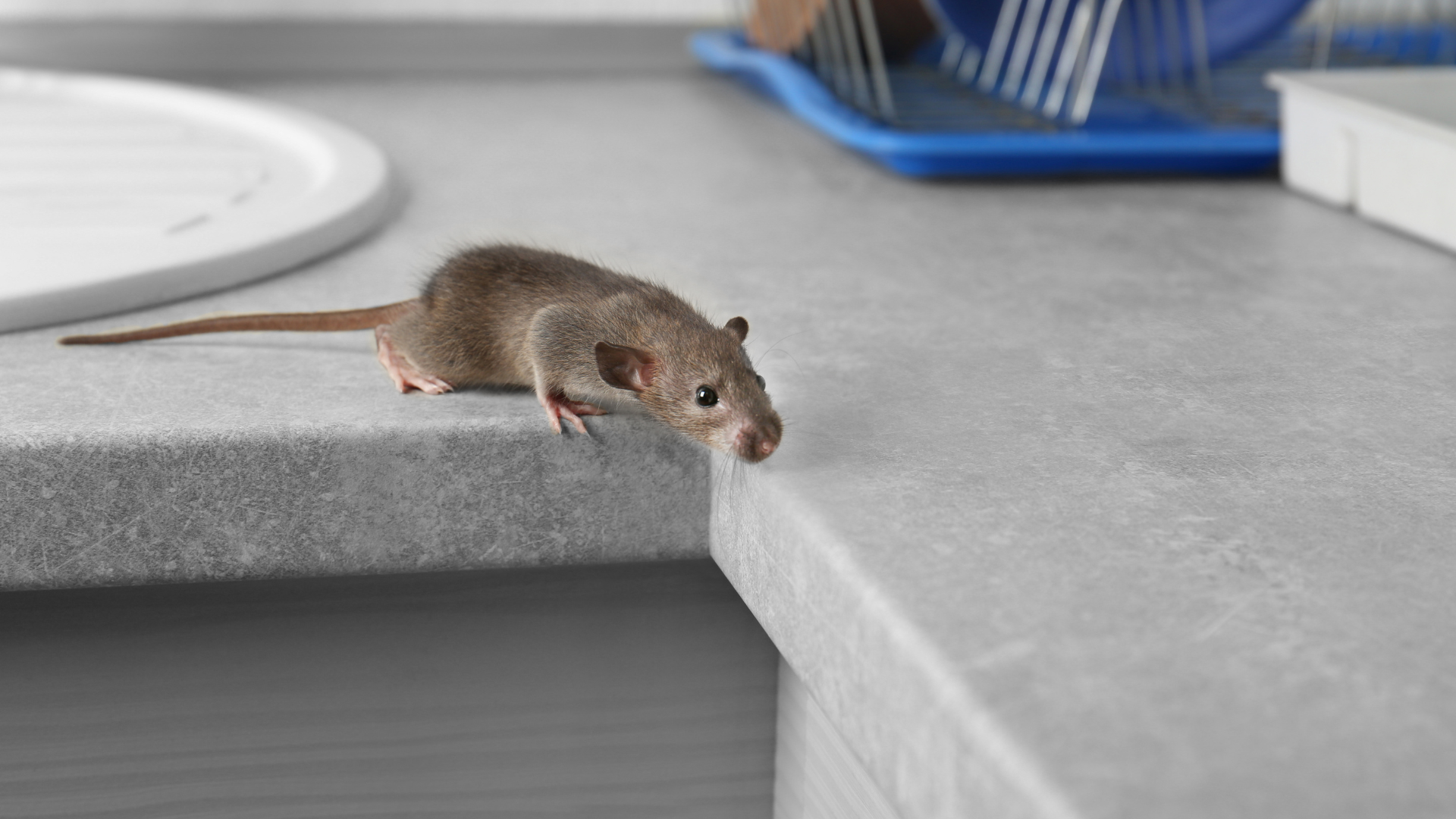 https://pestczar.com/wp-content/uploads/2023/06/How-to-Get-Rid-of-Mice-When-Traps-Dont-Work.png