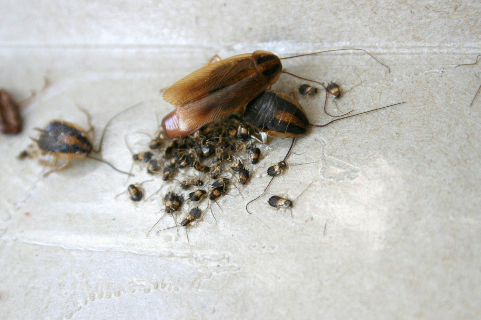 Cockroaches are mainly attracted to the smell of food and garbage
