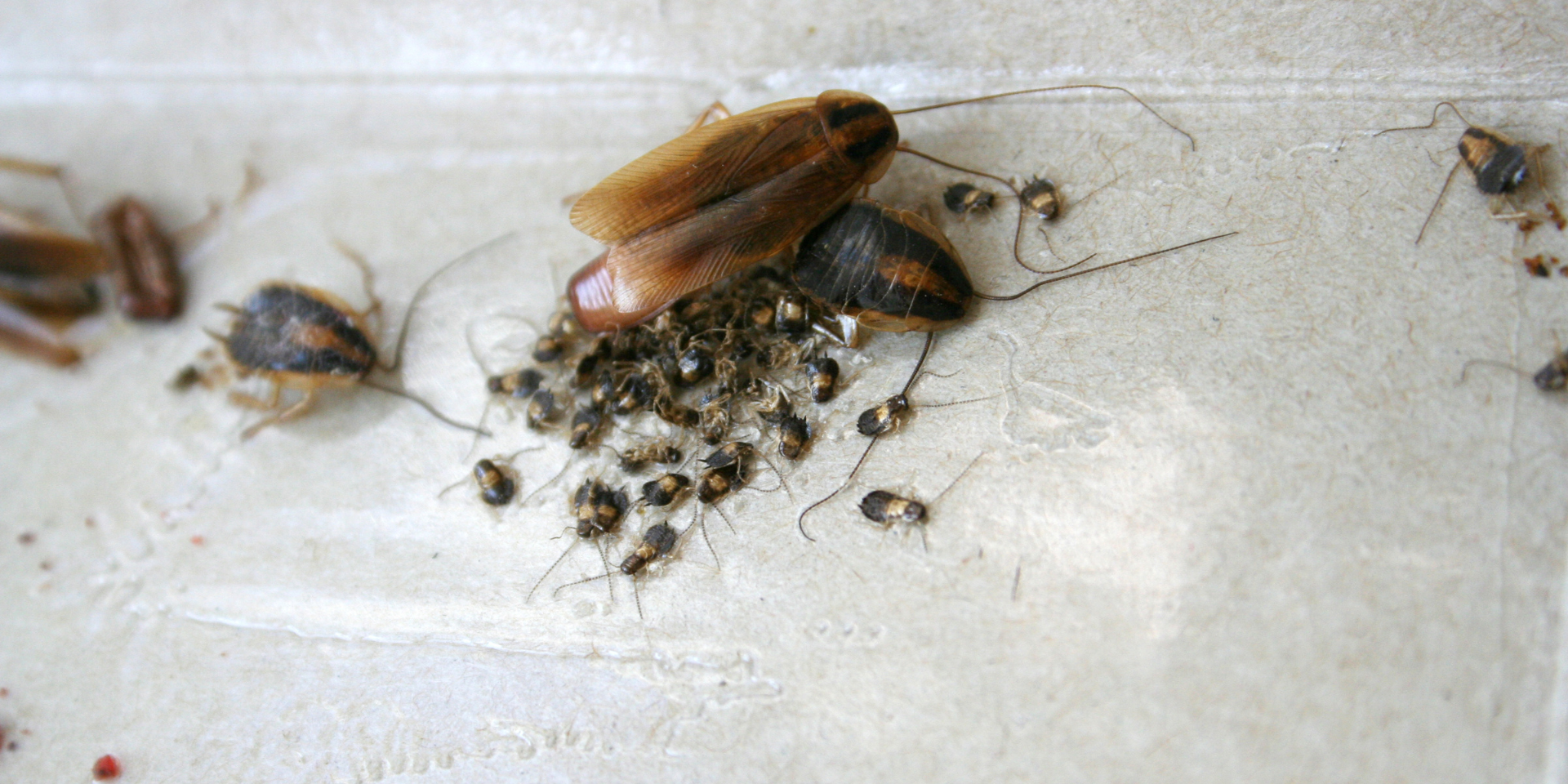 How to Prevent Cockroaches from Entering Your MD Home