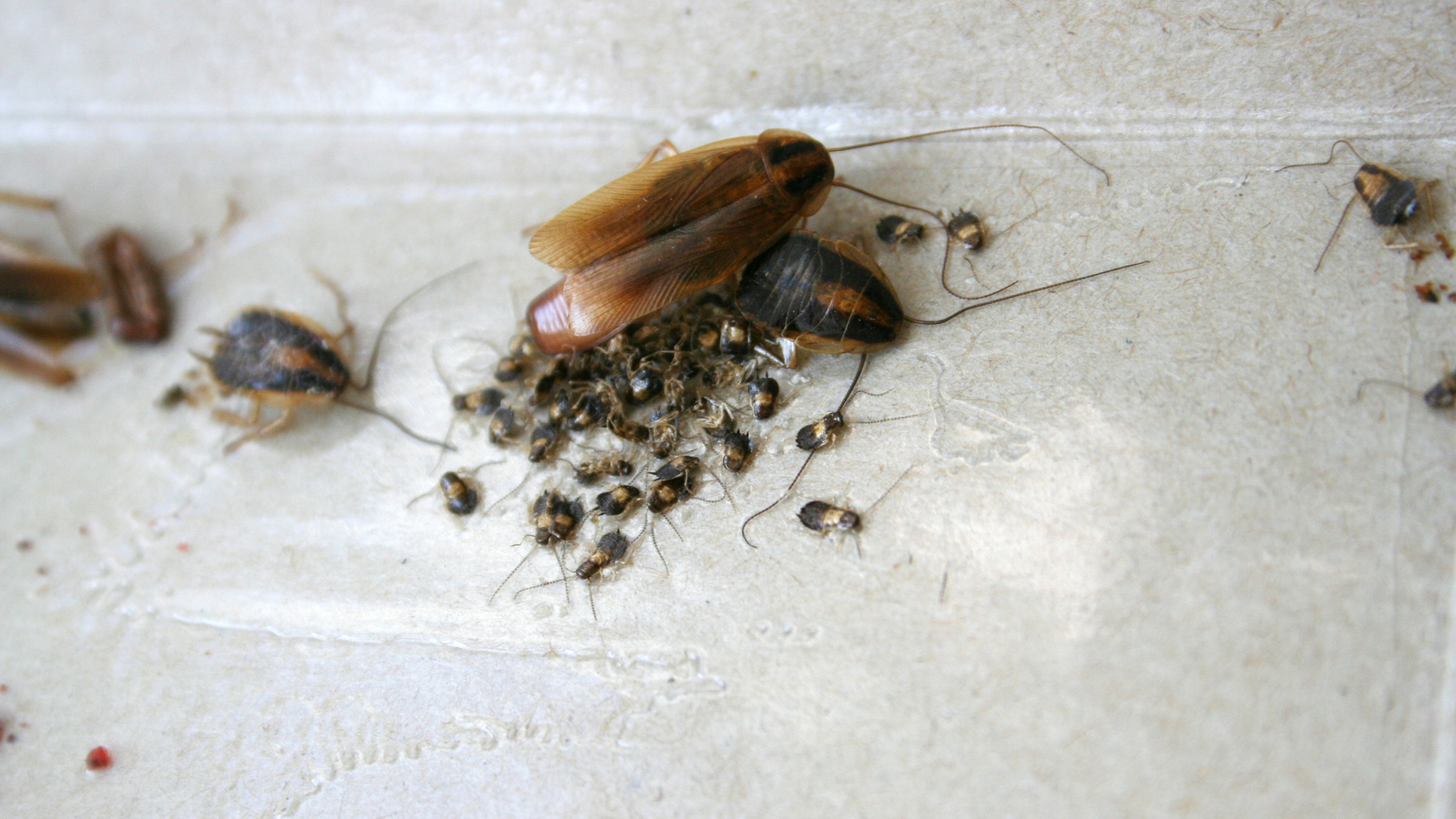 Cockroaches are mainly attracted to the smell of food and garbage