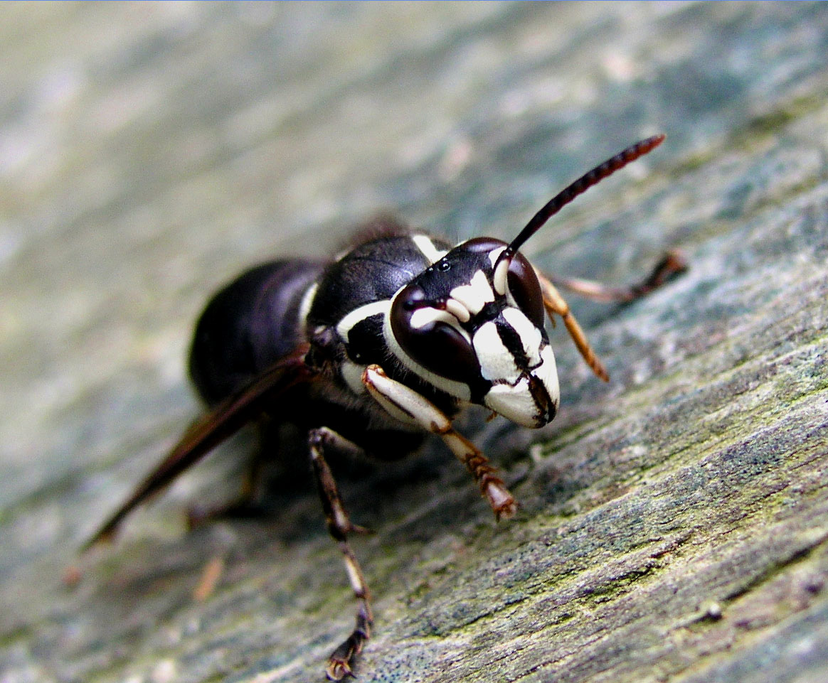 Bald-faced hornets are some of the more aggressive hornets