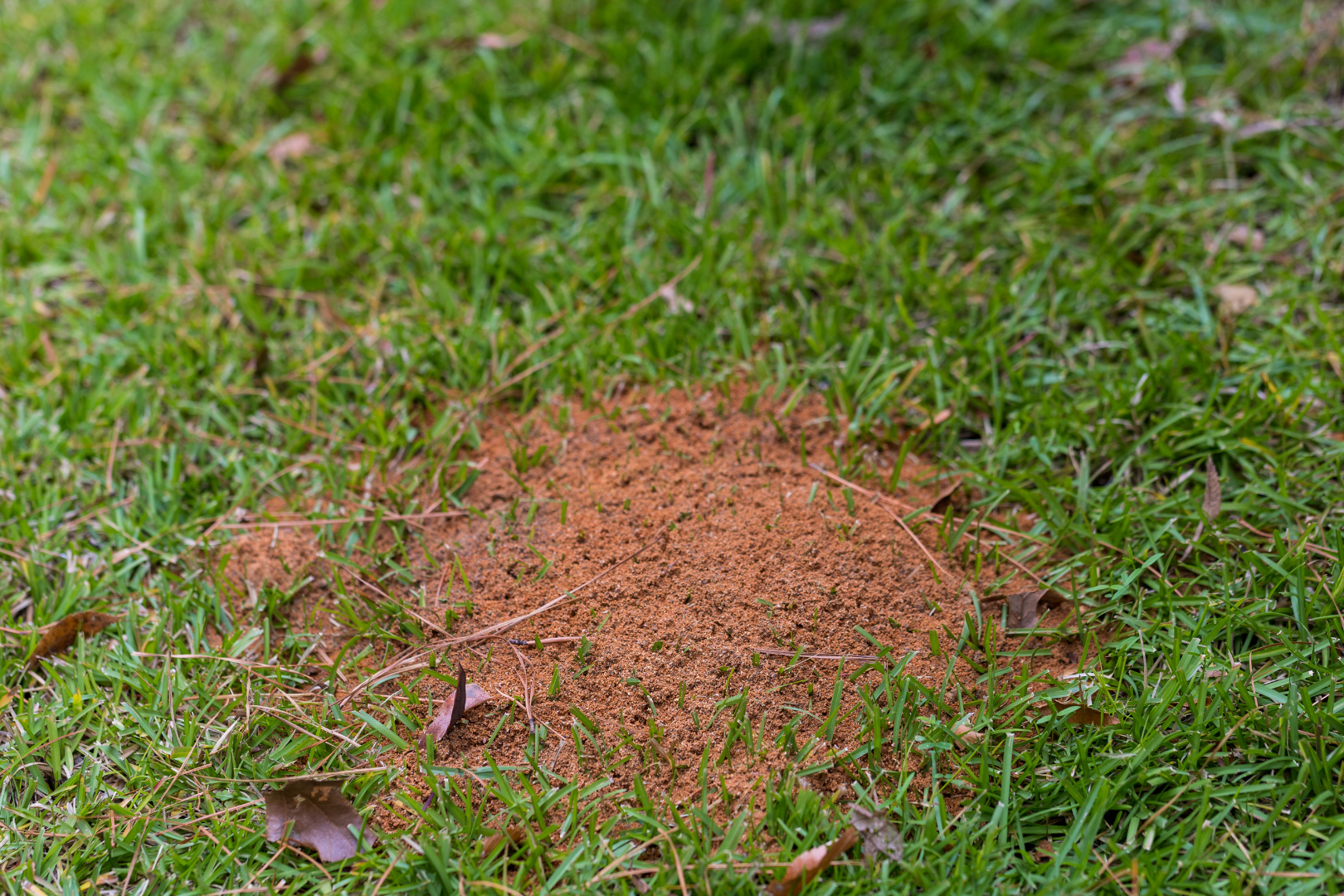 sign of an infestation is seeing live ants in your home