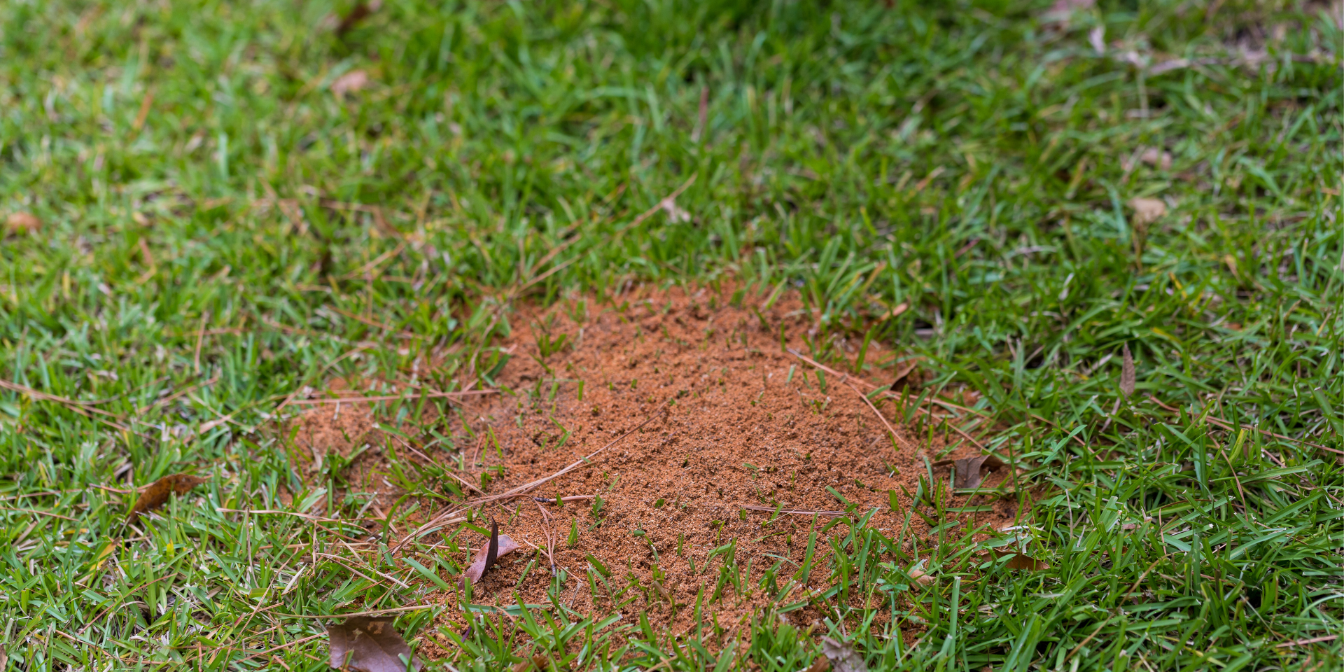 sign of an infestation is seeing live ants in your home