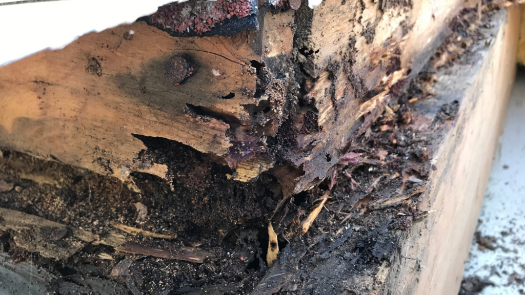 How to Kill Termites Before They Destroy Your Property Pest Czar