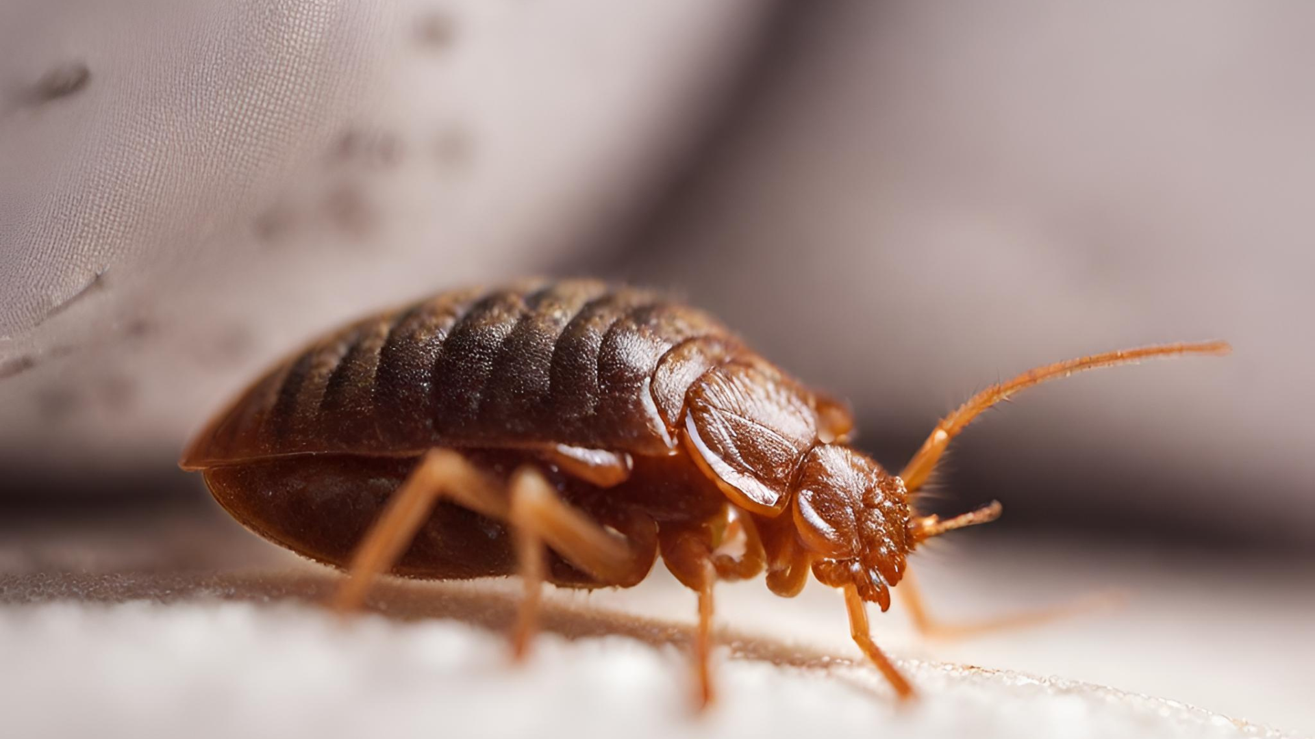 signs of a bed bug infestation is noticing bite marks on your skin