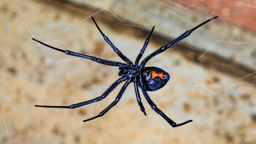 Surviving Maryland's Poisonous Spiders: An Essential Guide | Pest Czar