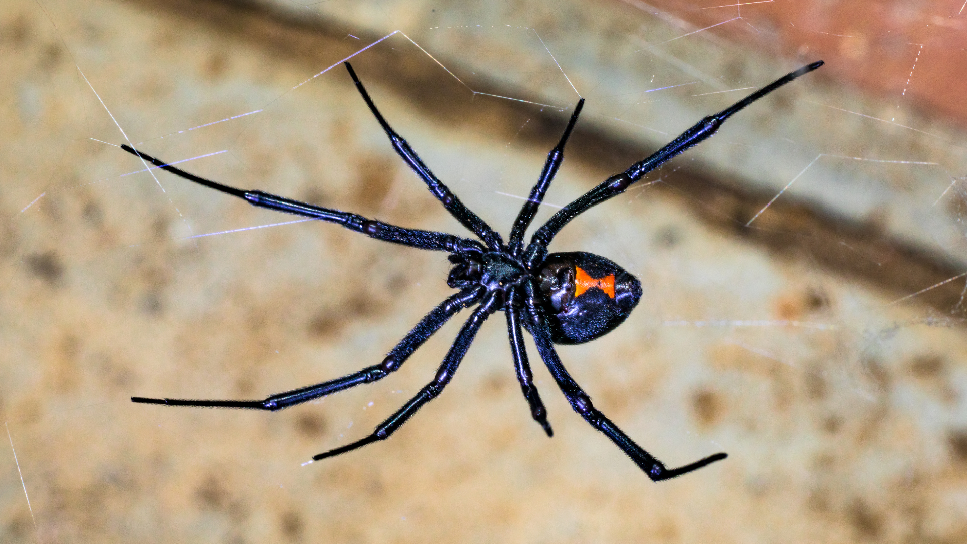 Maryland lies right in the middle of the black widow’s habitat