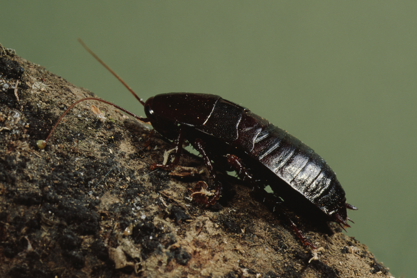 Oriental cockroaches are adept at exploiting the smallest of breaches in your home's defenses