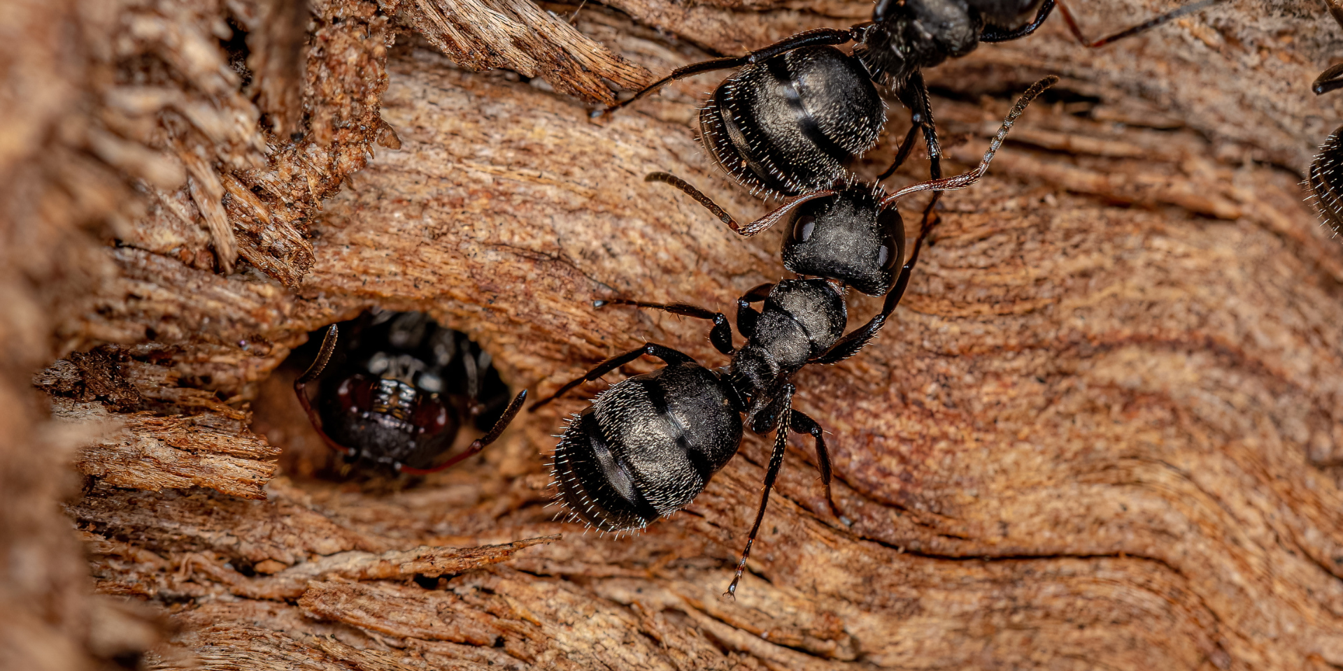 Carpenter and sugar ants are some of the most common types of ants