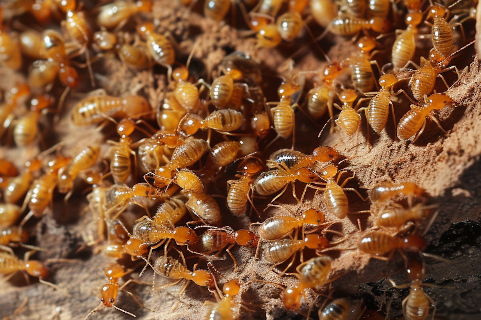 Termite swarmers are termites who leave their colonies to find mates and form new colonies