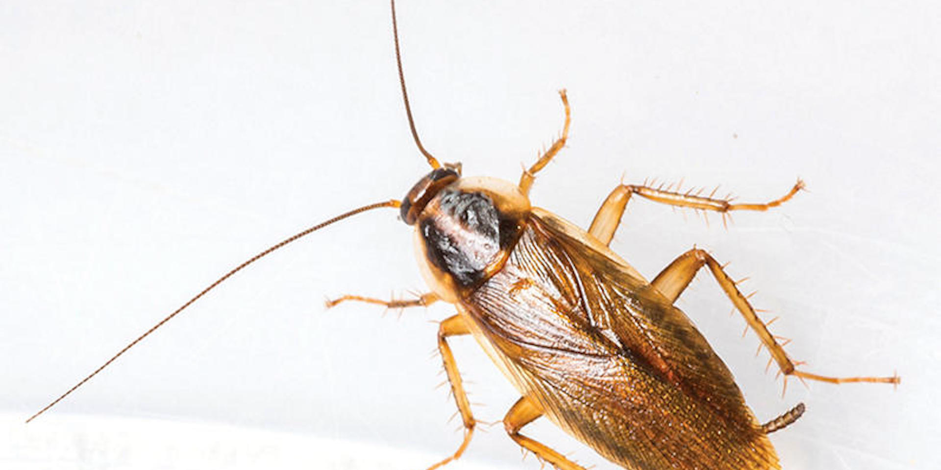 German cockroaches are filthy insects that are known to carry many different diseases