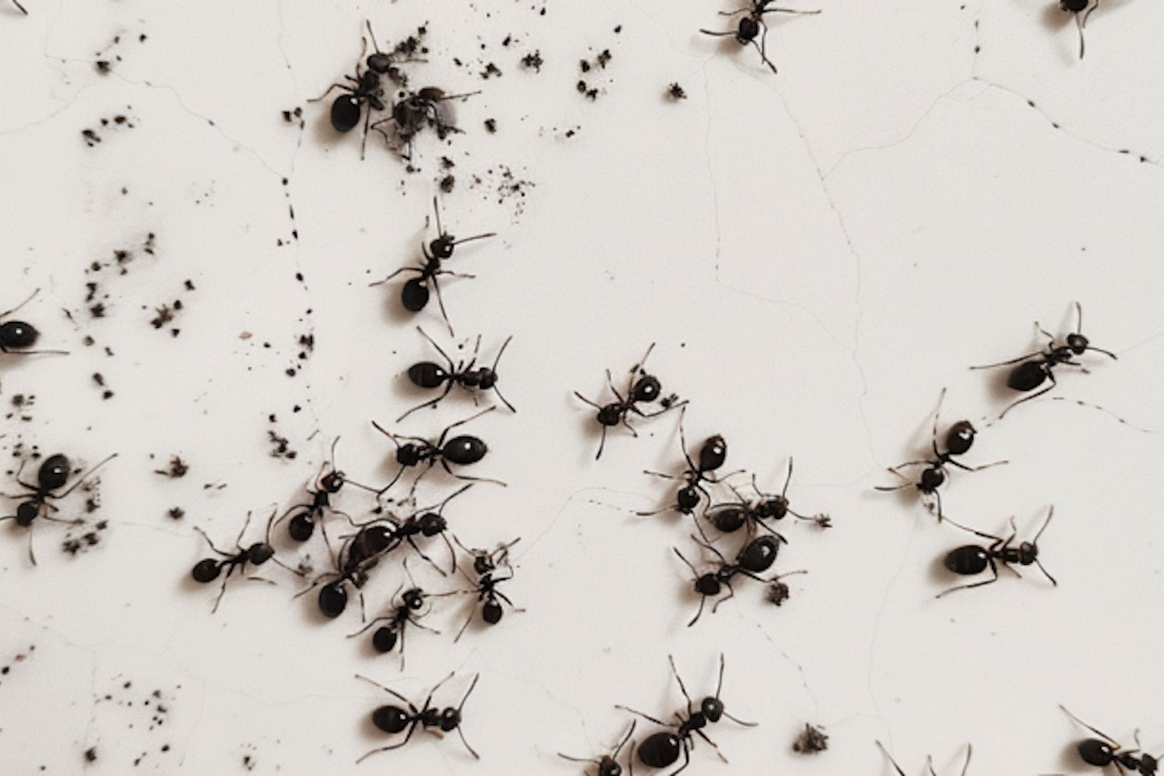 tiny black ant infestation can definitely be bothersome