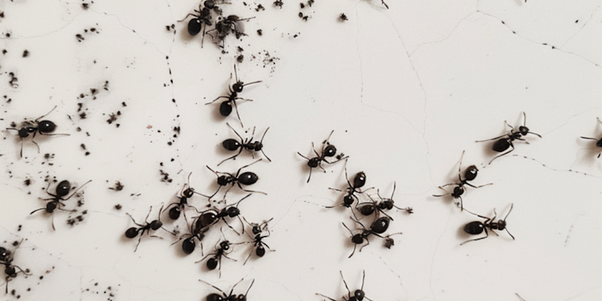 tiny black ant infestation can definitely be bothersome