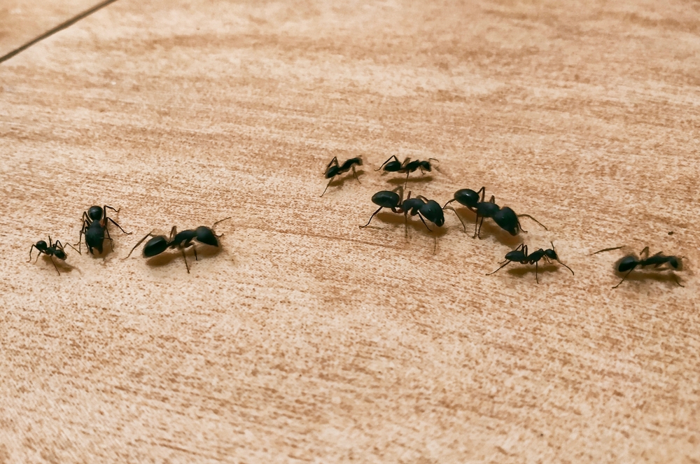 Big black ants around your home chances are they are carpenter ants.