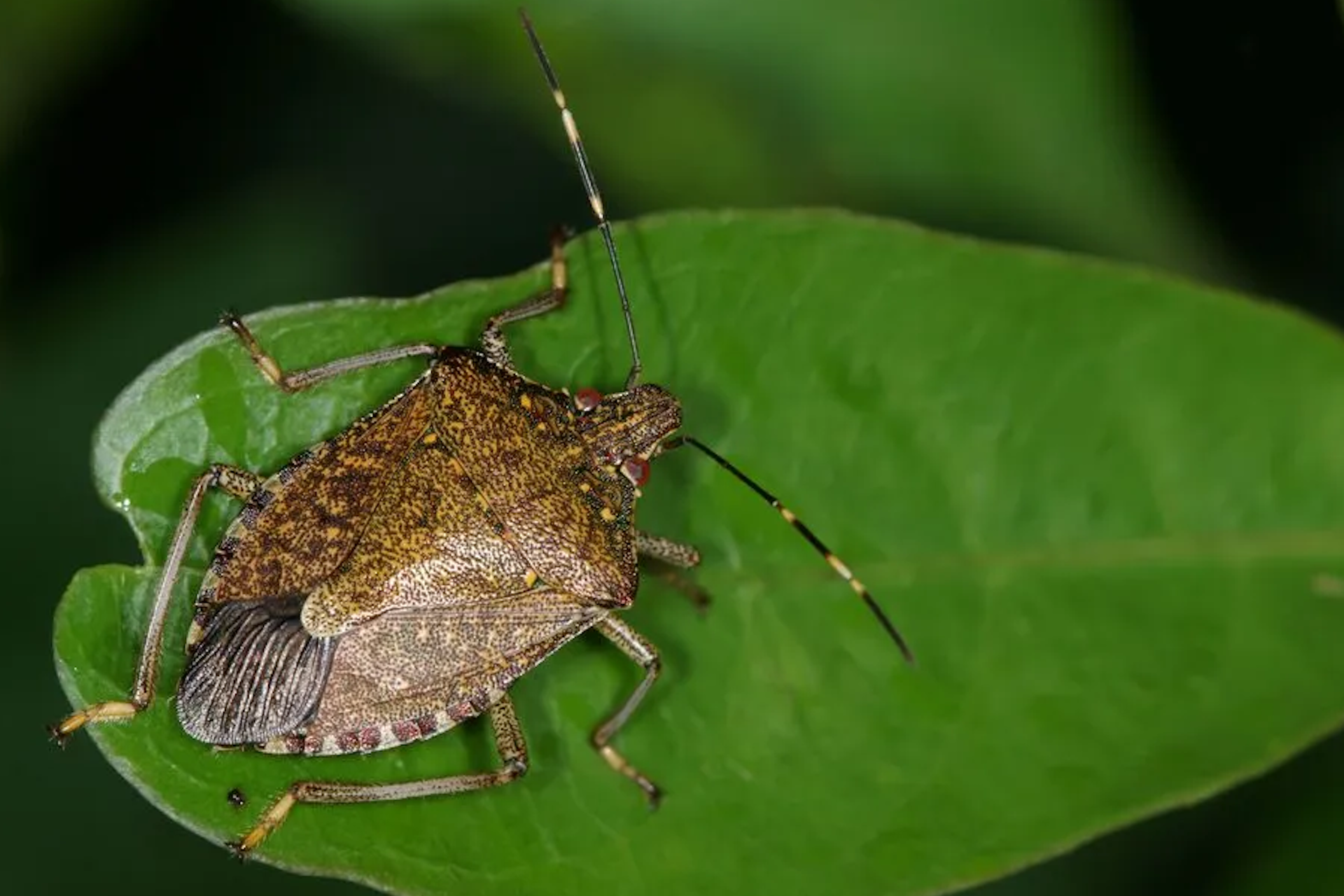 Pest control is a year-round task that requires active preventative measures to keep your home pest-free.