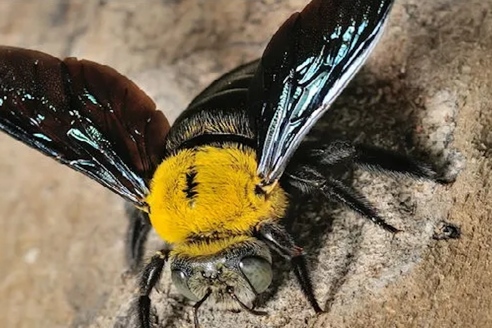 Carpenter bees can be quite destructive due to their nesting habits