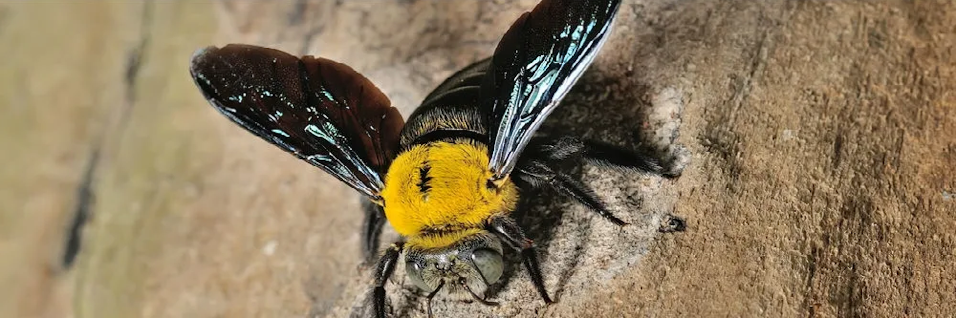 Carpenter bees can be quite destructive due to their nesting habits