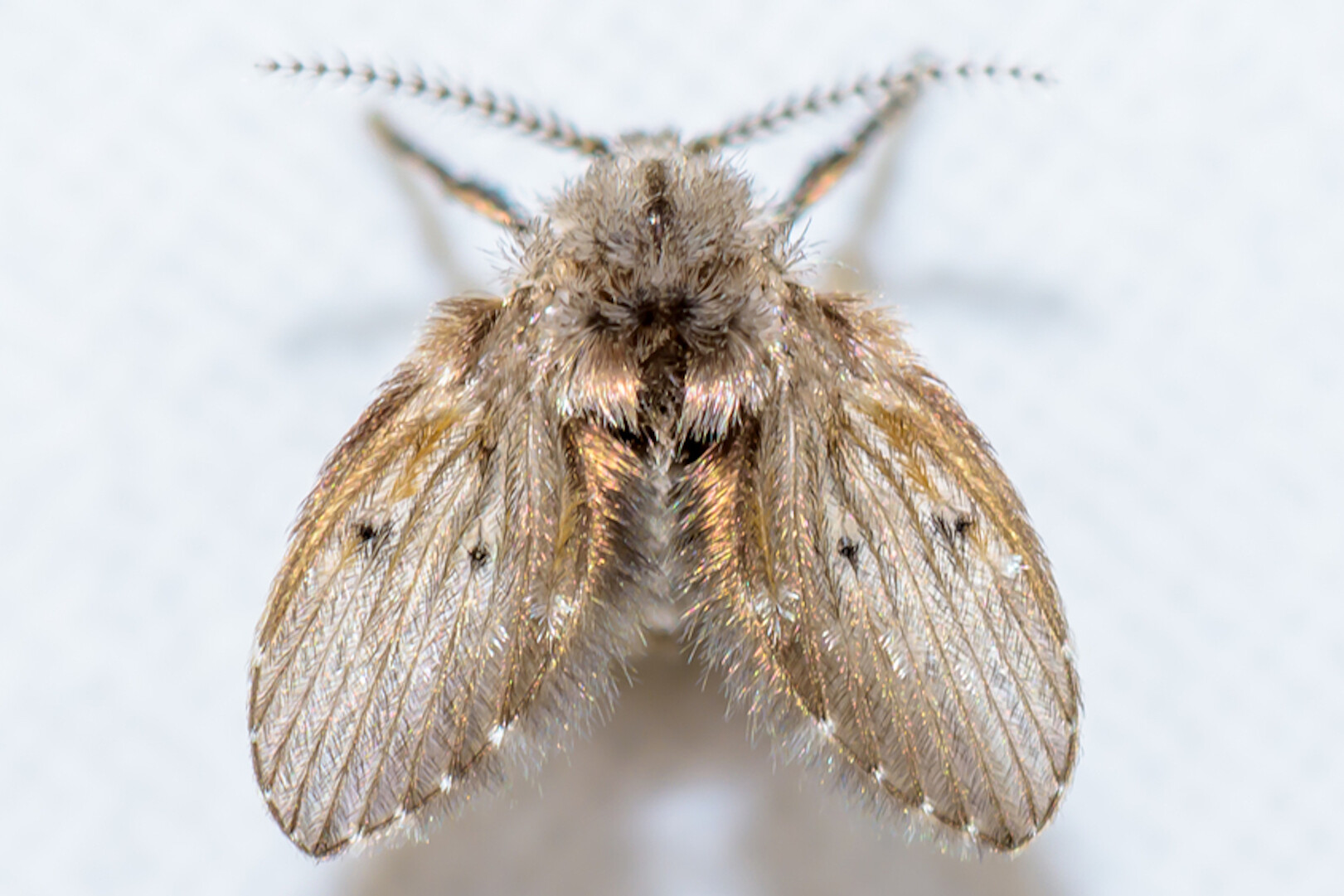 Drain flies, commonly referred to as moth flies